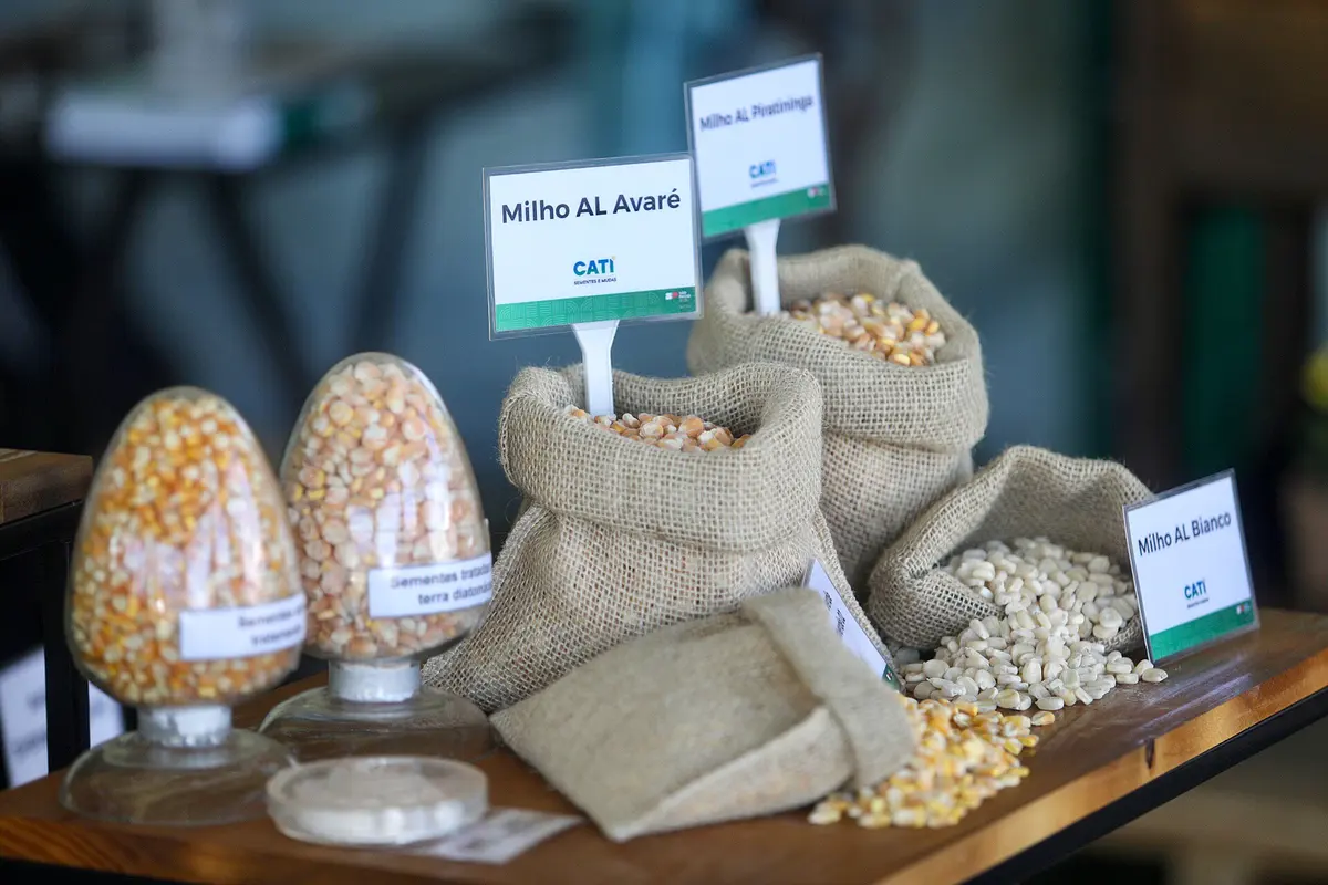 Sementes de milho em sacos de juta e vidros, com plaquinhas de variedades, em estande da Agrishow
